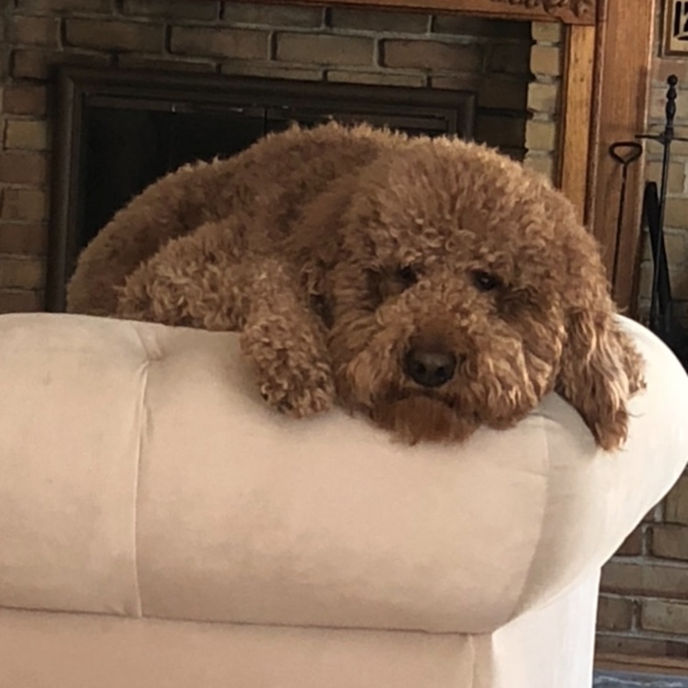 Meet your Posher, Petra